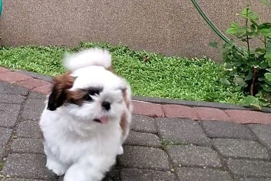 Shih tzu, Mazowieckie, Warszawa