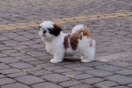 Shih tzu, Mazowieckie, Warszawa