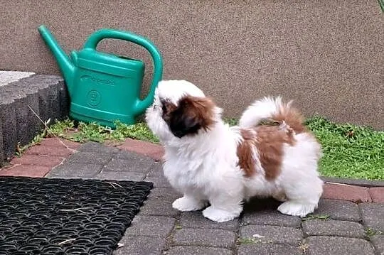 Shih tzu, Mazowieckie, Warszawa