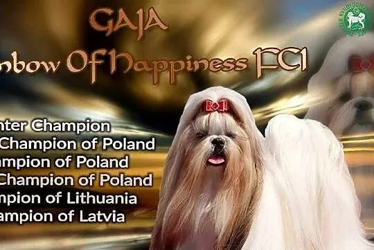 Shih tzu, Mazowieckie, Warszawa