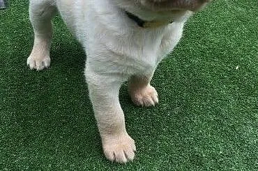 Brown Labrador Puppies, Łańcut