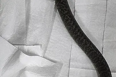 Morelia spilota granit dorosły samiec