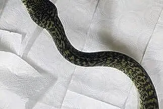 Morelia spilota granit dorosły samiec, Opolskie, Karłowice