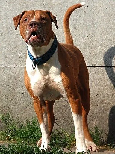 Piter wesoły, zrównoważony pit bull red nose ADOP