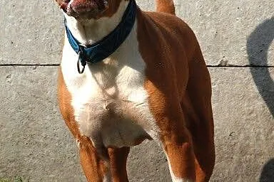 Piter wesoły,  zrównoważony pit bull red nose ADOP