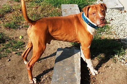 Piter wesoły,  zrównoważony pit bull red nose ADOP