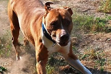 Piter wesoły,  zrównoważony pit bull red nose ADOP