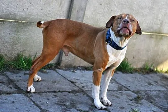 Piter wesoły,  zrównoważony pit bull red nose ADOP