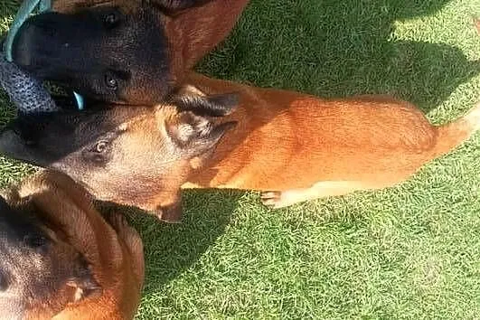 Owczarek Belgijski Malinos, Śląskie, Rędziny