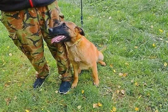 Owczarek Belgijski Malinos, Śląskie, Rędziny