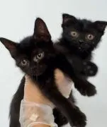 .Kocieta Maine Coon Mine coon. ..............email....{{legowikanna7@gmail.com}}