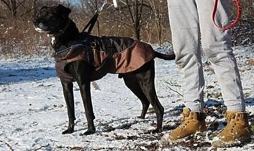 Przyjacielski psiak Tofik szuka domu, dolnośląski
