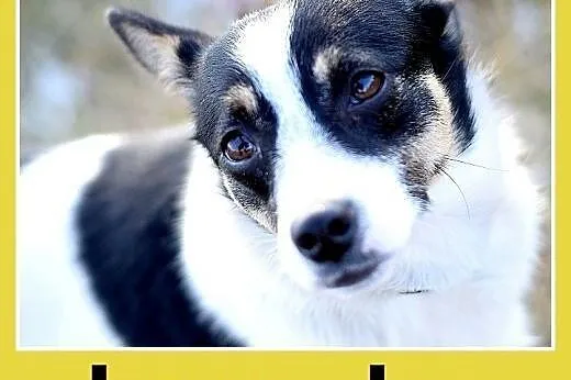 LAURA,7kg,mała,radosna,łagodna suczka do adopcji,  małopolskie Kraków