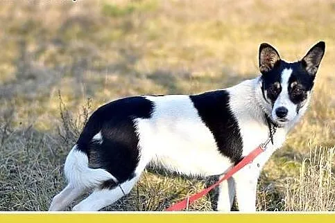 LAURA,7kg,mała,radosna,łagodna suczka do adopcji, 