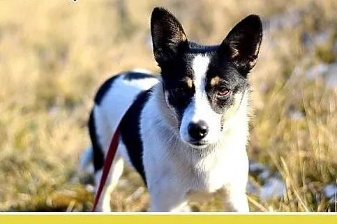 LAURA,7kg,mała,radosna,łagodna suczka do adopcji, 