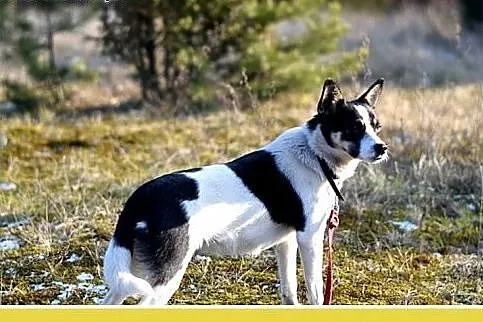 LAURA,7kg,mała,radosna,łagodna suczka do adopcji, 