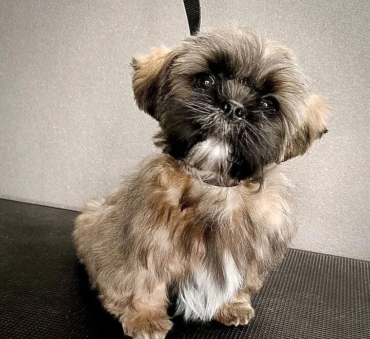 ShihTzu piesek Gabor, Pomorskie, Gdańsk