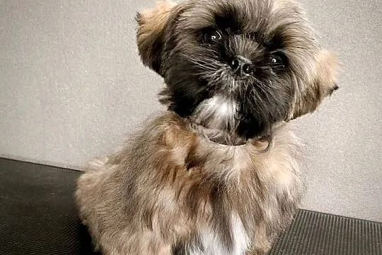 ShihTzu piesek Gabor, Pomorskie, Gdańsk