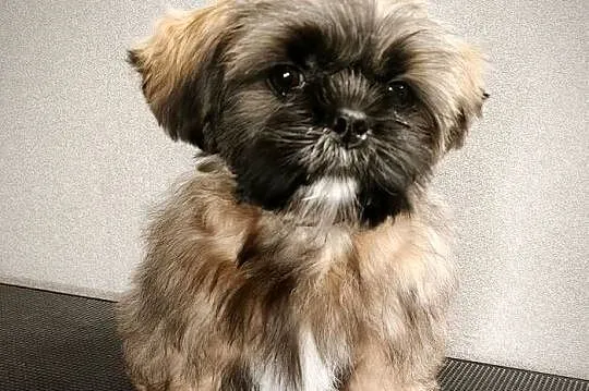 ShihTzu piesek Gabor, Pomorskie, Gdańsk