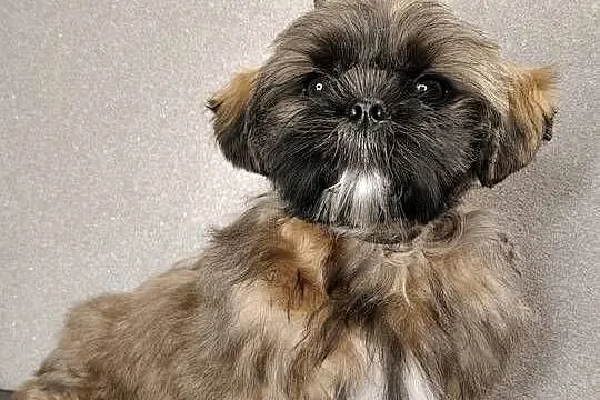 ShihTzu piesek Gabor, Pomorskie, Gdańsk
