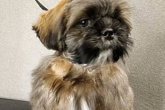 ShihTzu piesek Gabor, Pomorskie, Gdańsk
