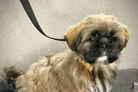 ShihTzu piesek Gabor, Pomorskie, Gdańsk