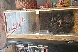 Sprzedam Terrarium z Boa