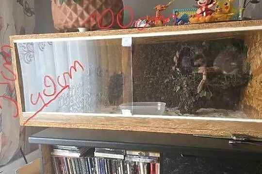 Sprzedam Terrarium z Boa