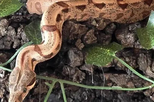 Sprzedam Terrarium z Boa, Śląskie, Jastrzębie-Zdrój