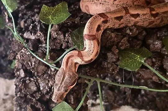 Sprzedam Terrarium z Boa, Śląskie, Jastrzębie-Zdrój