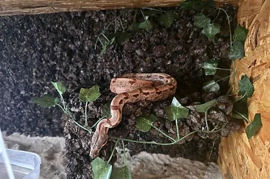 Sprzedam Terrarium z Boa, Śląskie, Jastrzębie-Zdrój