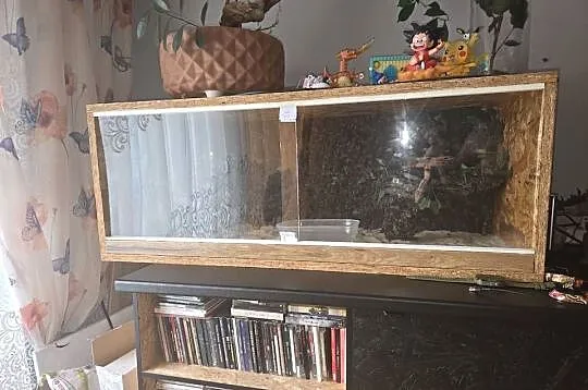 Sprzedam Terrarium z Boa, Śląskie, Jastrzębie-Zdrój