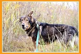 Duży 30 kg, starszy,przyjacielski,kontaktowy pies DŻEKI_Adopcja