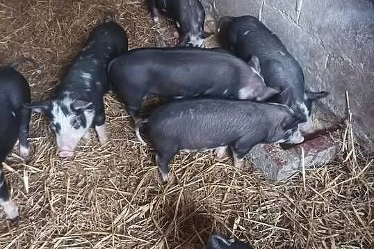 Prosięta Puławskie 9szt biała strefa, Małopolskie, Słomniki