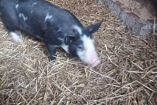 Prosięta Puławskie 9szt biała strefa, Małopolskie, Słomniki
