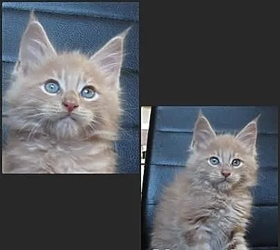 Kocięta Maine Coon - kremowe