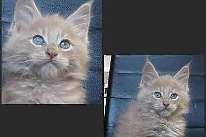 Kocięta Maine Coon - kremowe