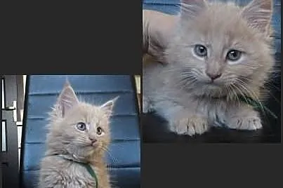 Kocięta Maine Coon - kremowe