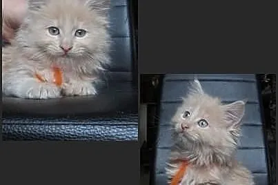 Kocięta Maine Coon - kremowe