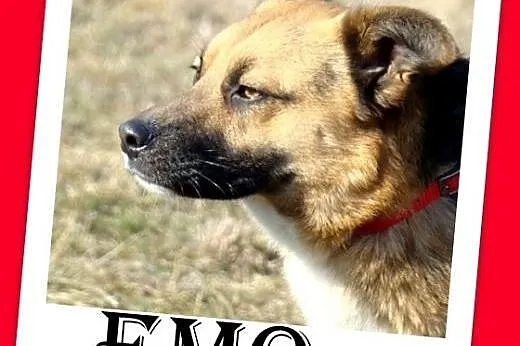 Średni 13 kg sympatyczny EMO,łagodny,przyjazny,tow