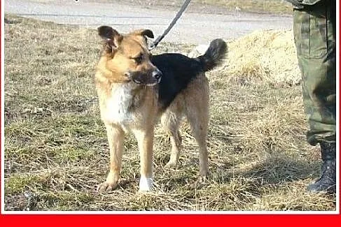 Średni 13 kg sympatyczny EMO,łagodny,przyjazny,tow