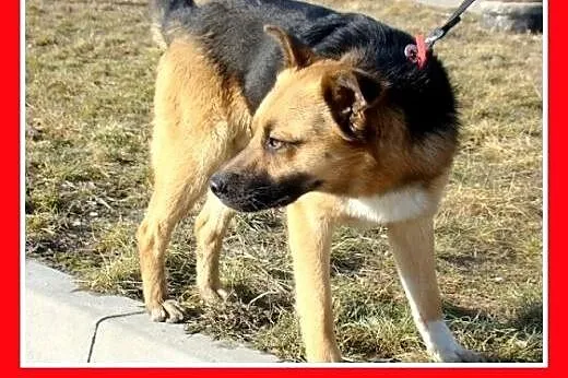 Średni 13 kg sympatyczny EMO,łagodny,przyjazny,tow