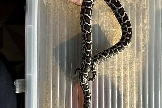 Classic het pied