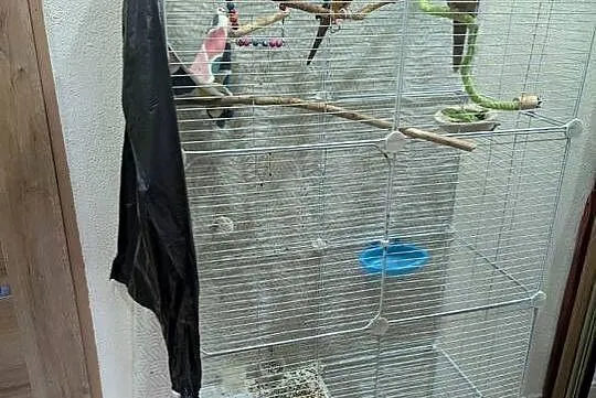 Papugi rudosterki z pełnym wyposażeniem, Śląskie, Katowice