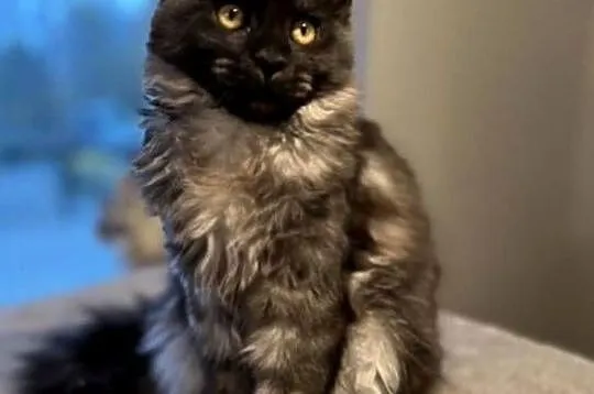 Gracja Maine Coon