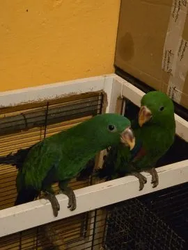 Sprzedam papugi: Lora Wielka - Barwnica (zwyczajna) (Eclectus roratus)