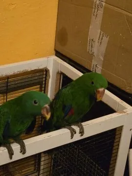 Sprzedam papugi: Lora Wielka - Barwnica (zwyczajna) (Eclectus roratus), , Rawicz