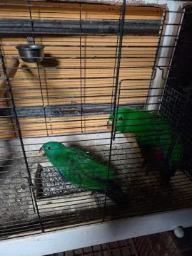 Sprzedam papugi: Lora Wielka - Barwnica (zwyczajna) (Eclectus roratus), , Rawicz