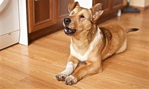 Baścik - mały, smypatyczny, młody - do adopcji, m