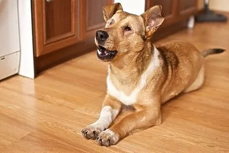 Baścik - mały, smypatyczny, młody - do adopcji,  m